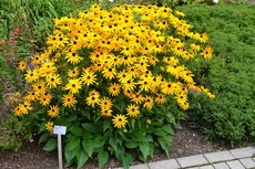 Gewöhnlicher Sonnenhut_1.JPG